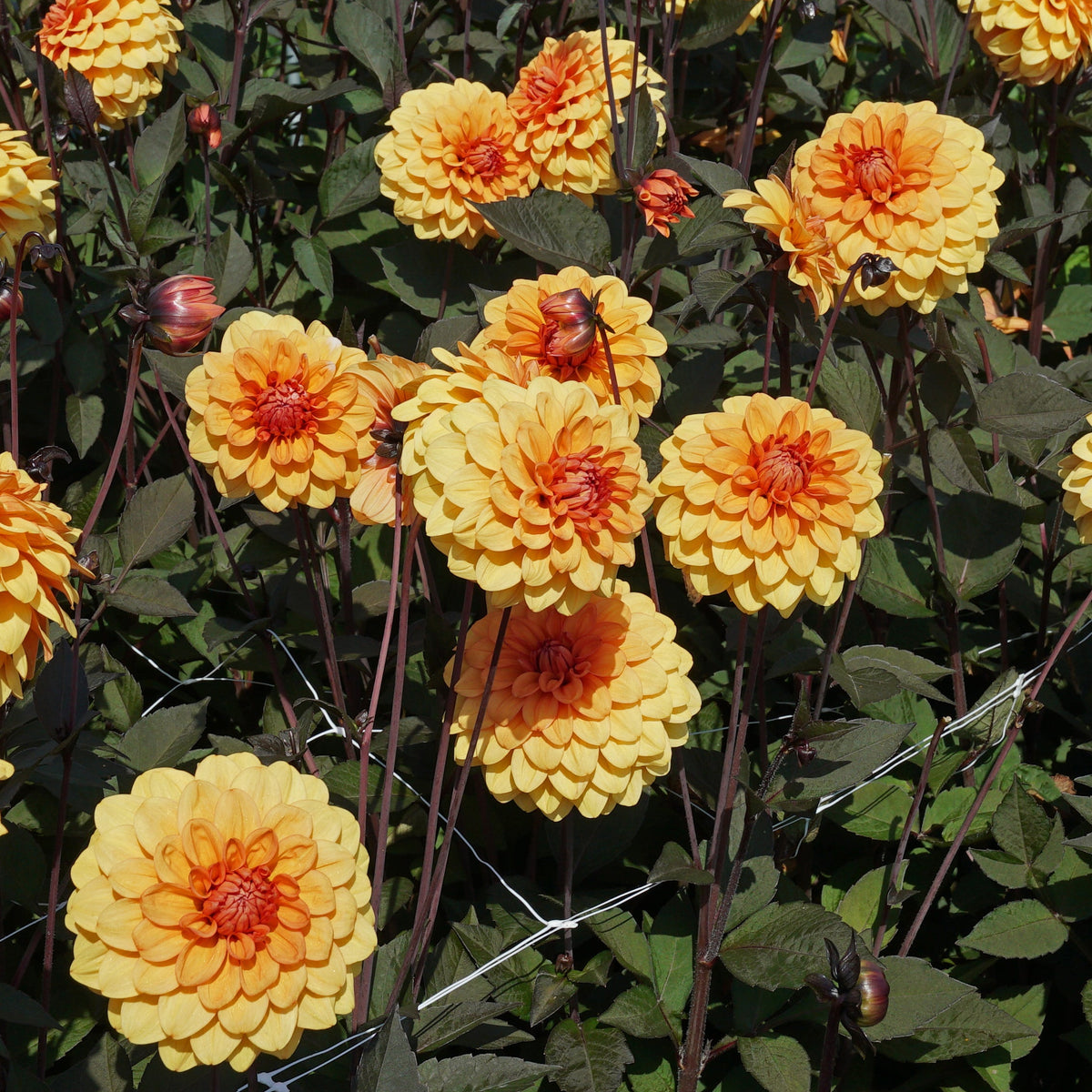 Dahlia David Howard - Dahlias - Fluwel