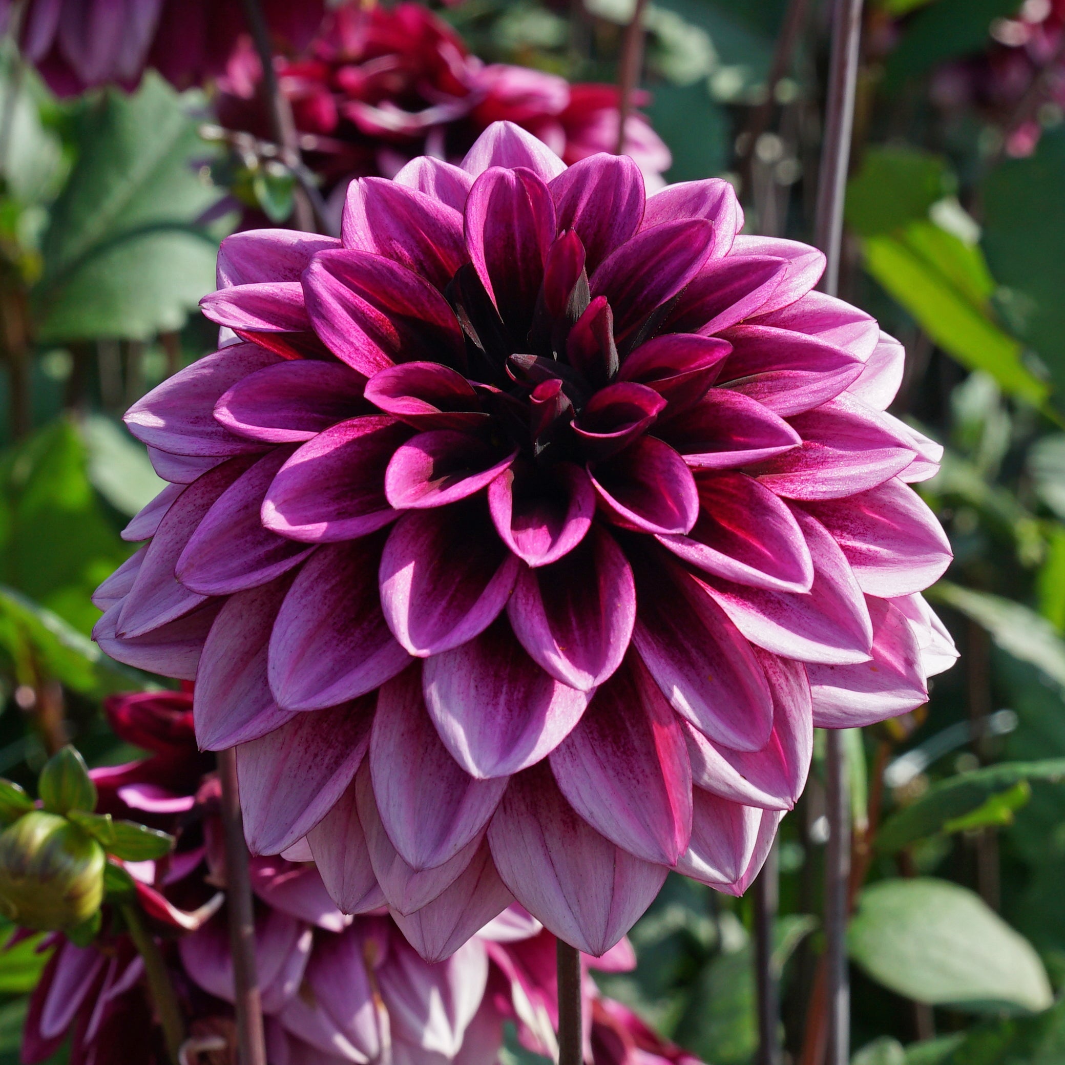 Dahlia Davina Michelle - Dahlias - Fluwel