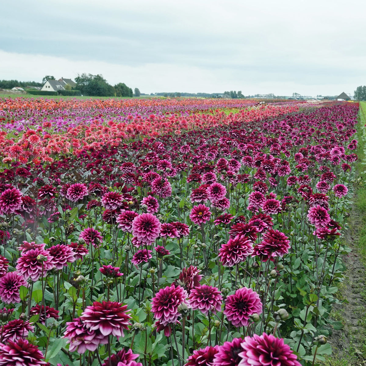 Dahlia Davina Michelle - Dahlias - Fluwel