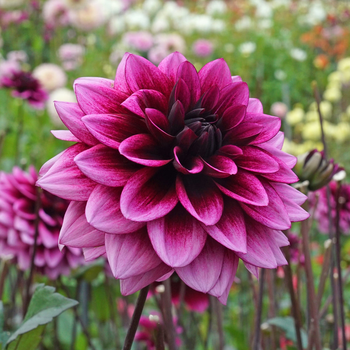 Dahlia Davina Michelle - Dahlias - Fluwel