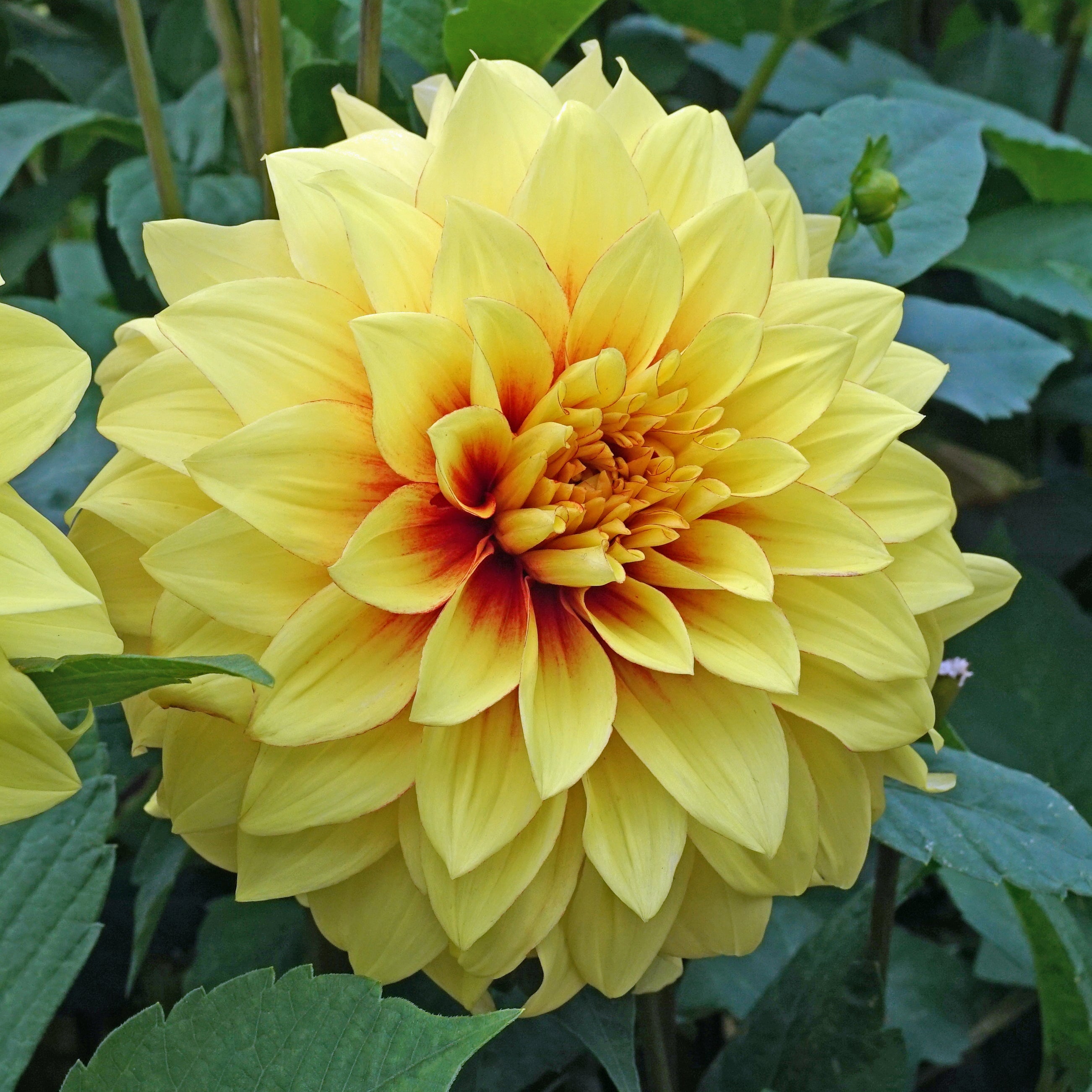 Dahlia Dazzling Sun - Dahlias - Fluwel