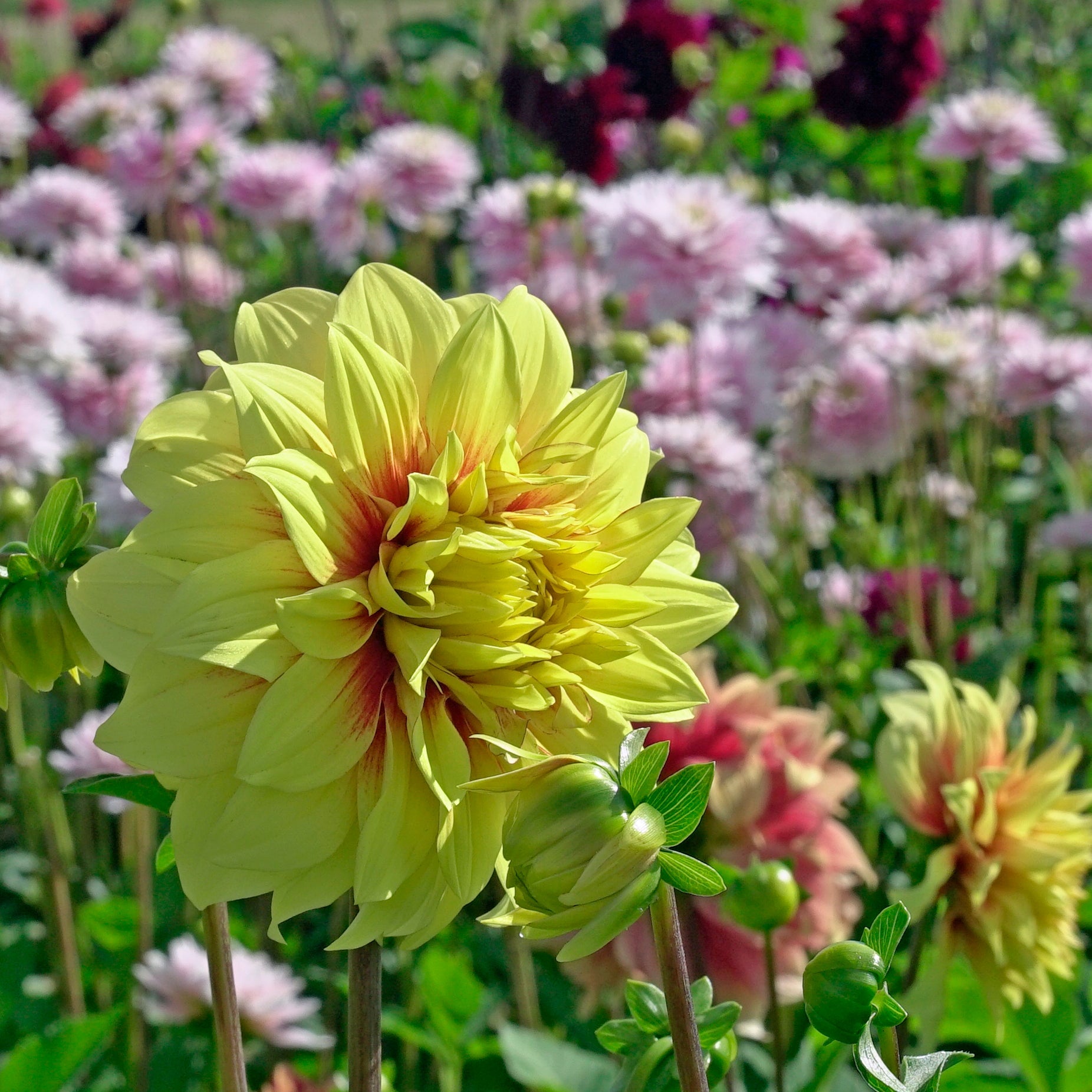 Dahlia Dazzling Sun - Dahlias - Fluwel