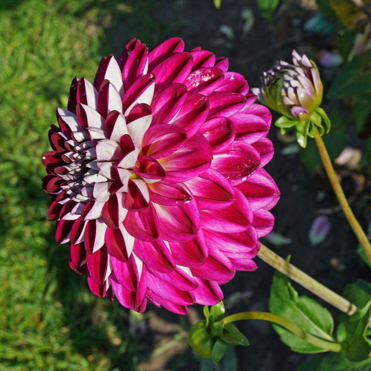 Dahlia Embassy - Dahlias - Fluwel