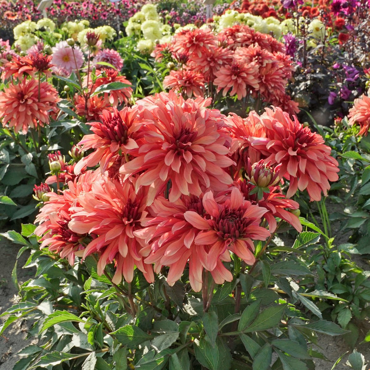 Dahlia Gallery Art Deco - Dahlias - Fluwel