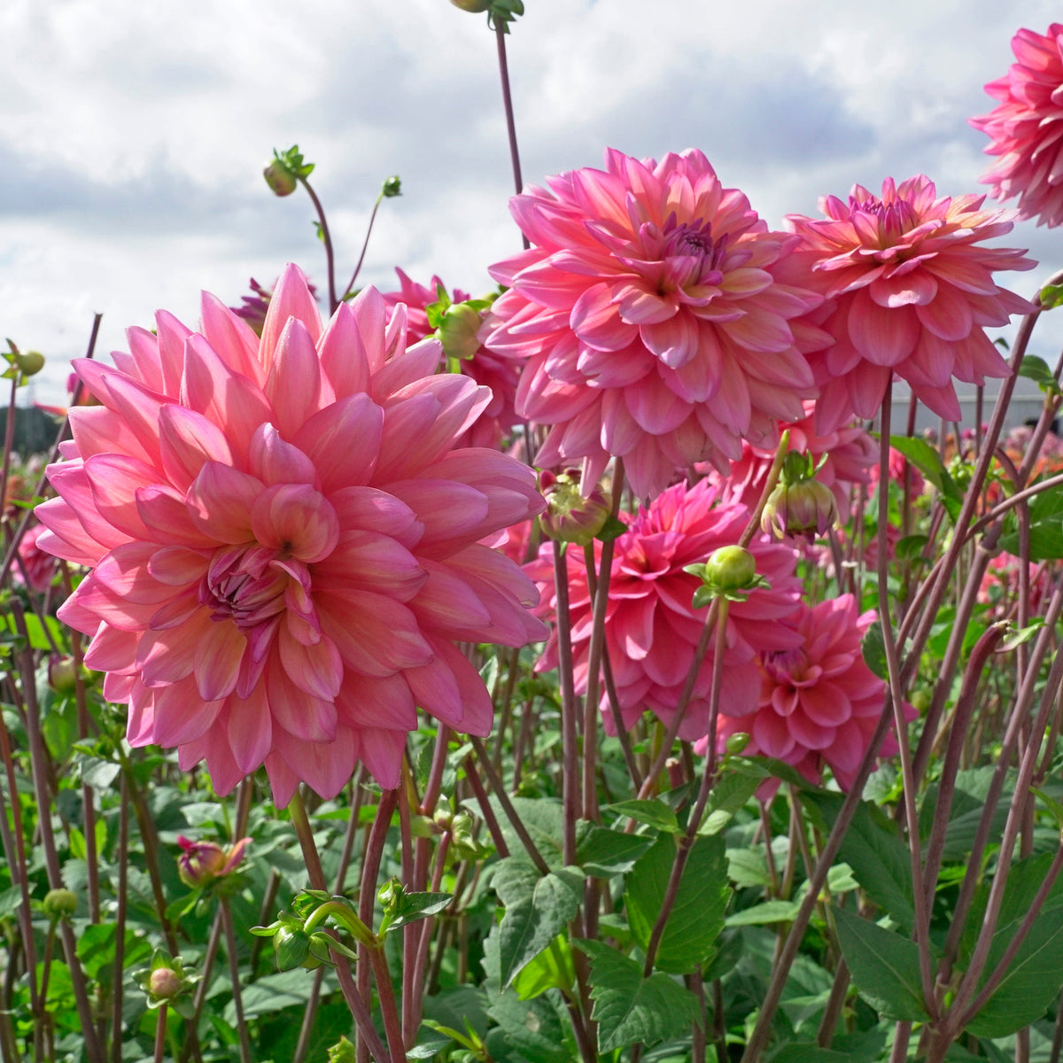 Dahlia Great Silence - Dahlias - Fluwel