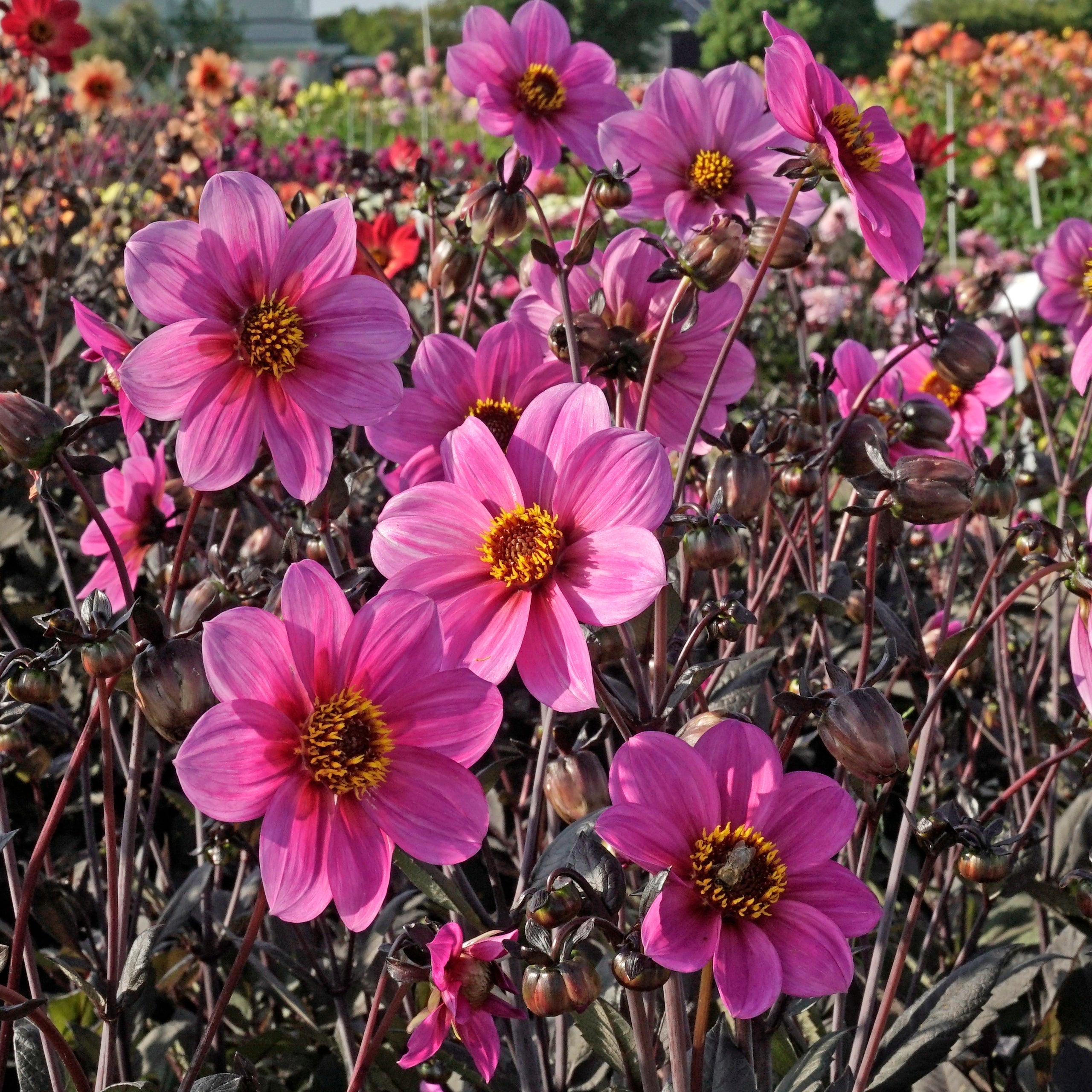 Dahlia Happy Single Juliet - Dahlias - Fluwel