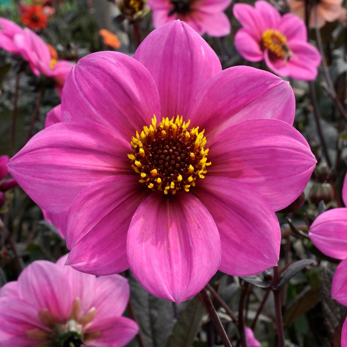 Dahlia Happy Treesome - Dahlias - Fluwel