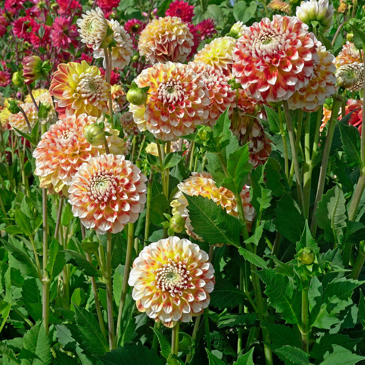 Dahlia Jowey Fantasy - Dahlias - Fluwel