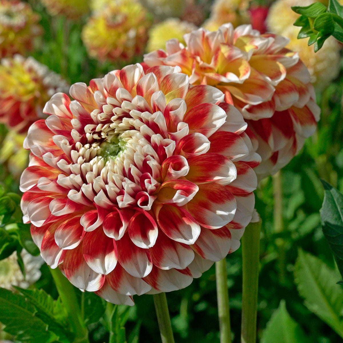 Dahlia Jowey Fantasy - Dahlias - Fluwel