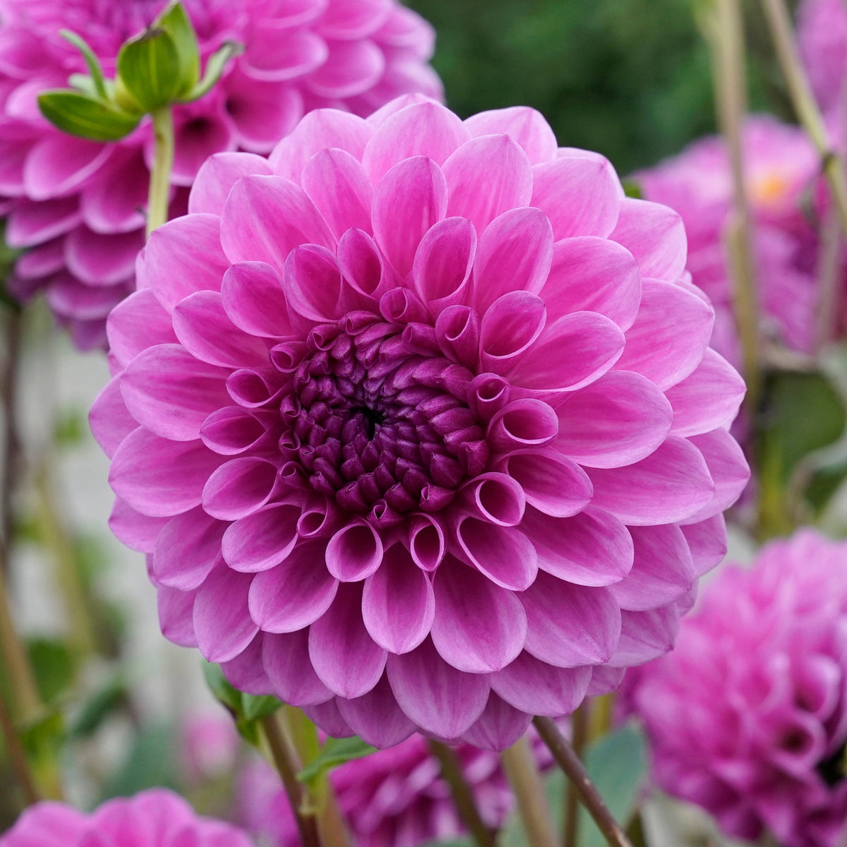 Dahlia Julio - Dahlias - Fluwel