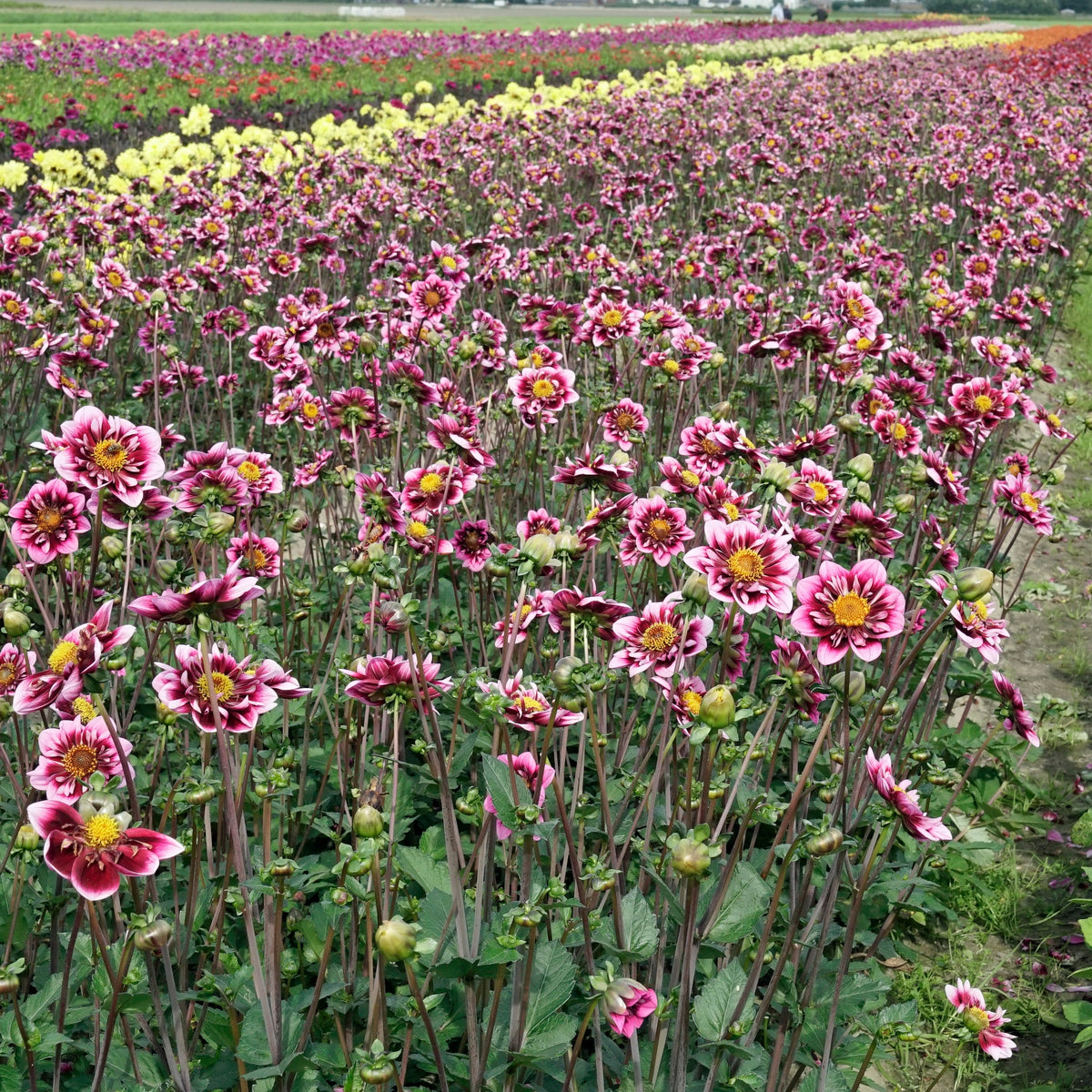 Dahlia Liquid Desire - Dahlias - Fluwel
