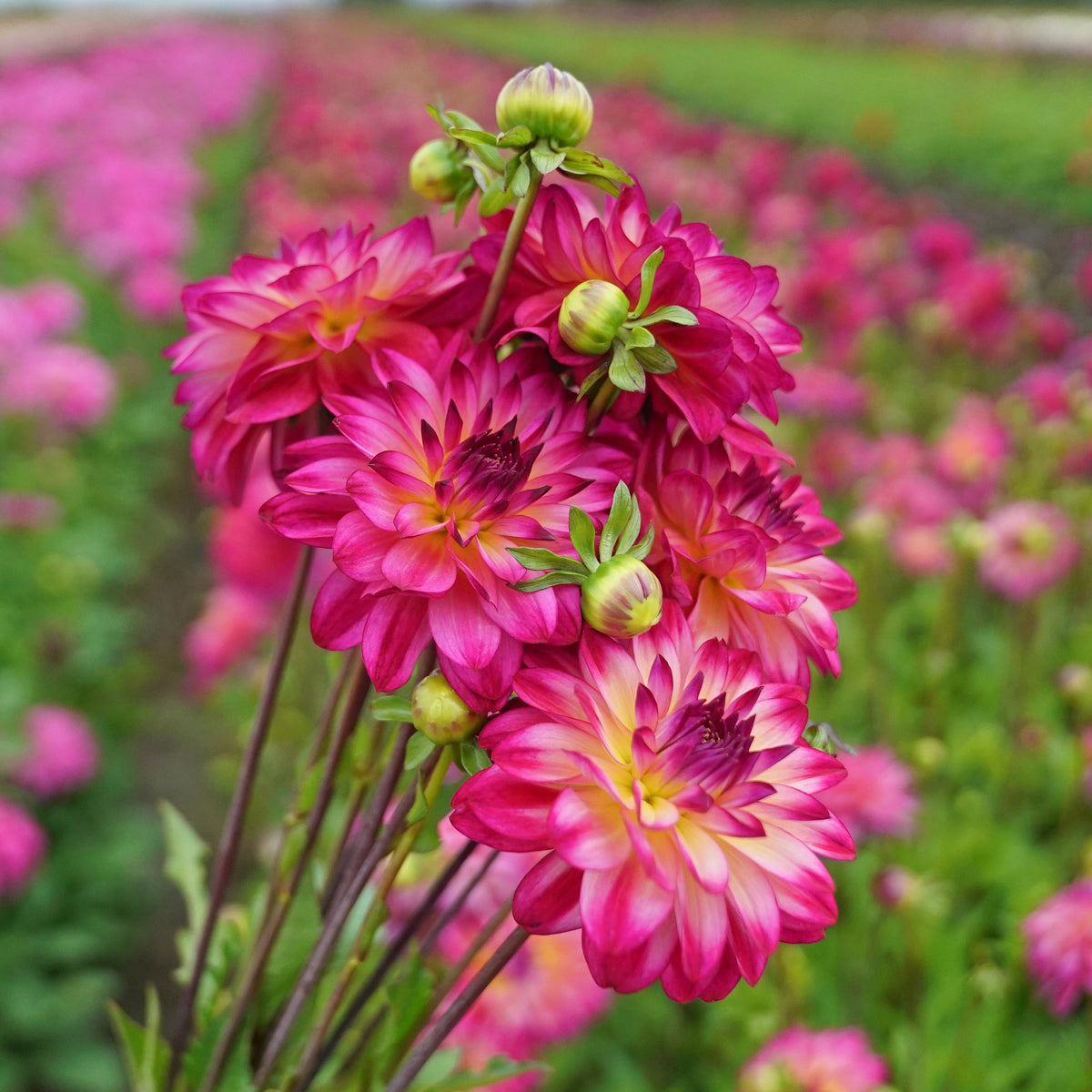 Dahlia Loe's - Dahlias - Fluwel