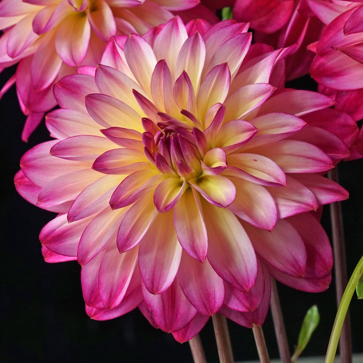 Dahlia Loe's - Dahlias - Fluwel
