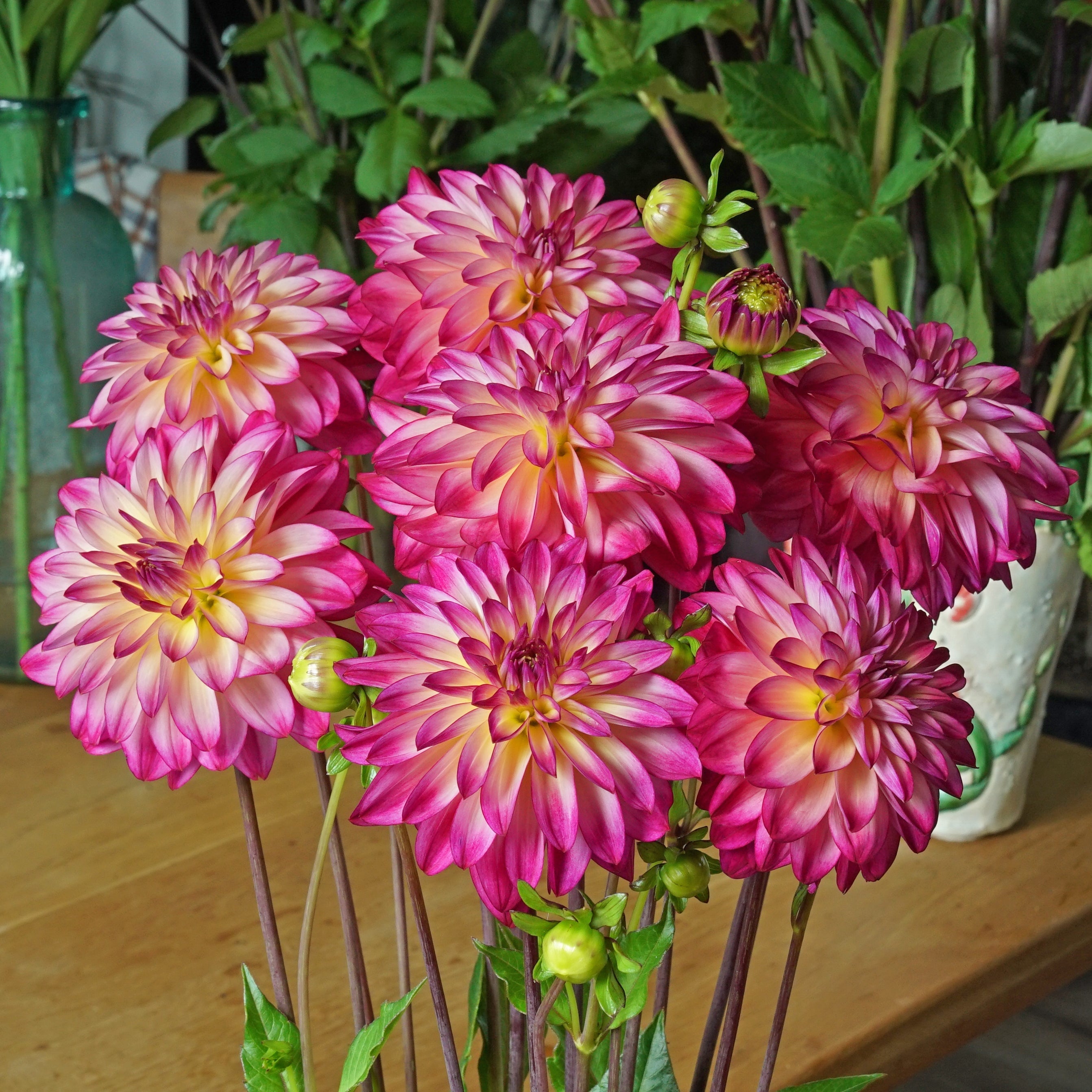 Dahlia Loe's - Dahlias - Fluwel