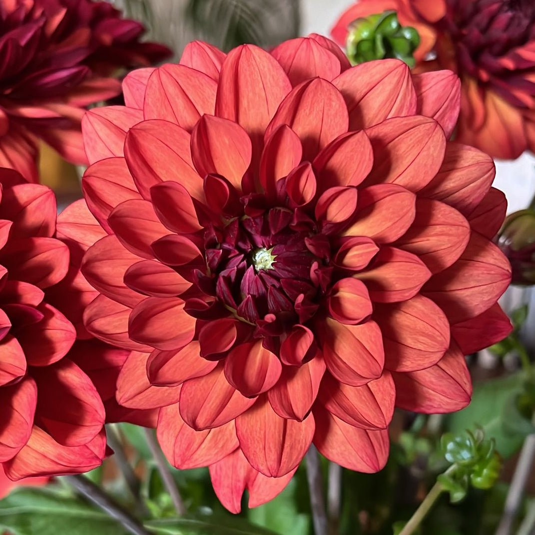 Dahlia Missis Miley - Dahlias - Fluwel