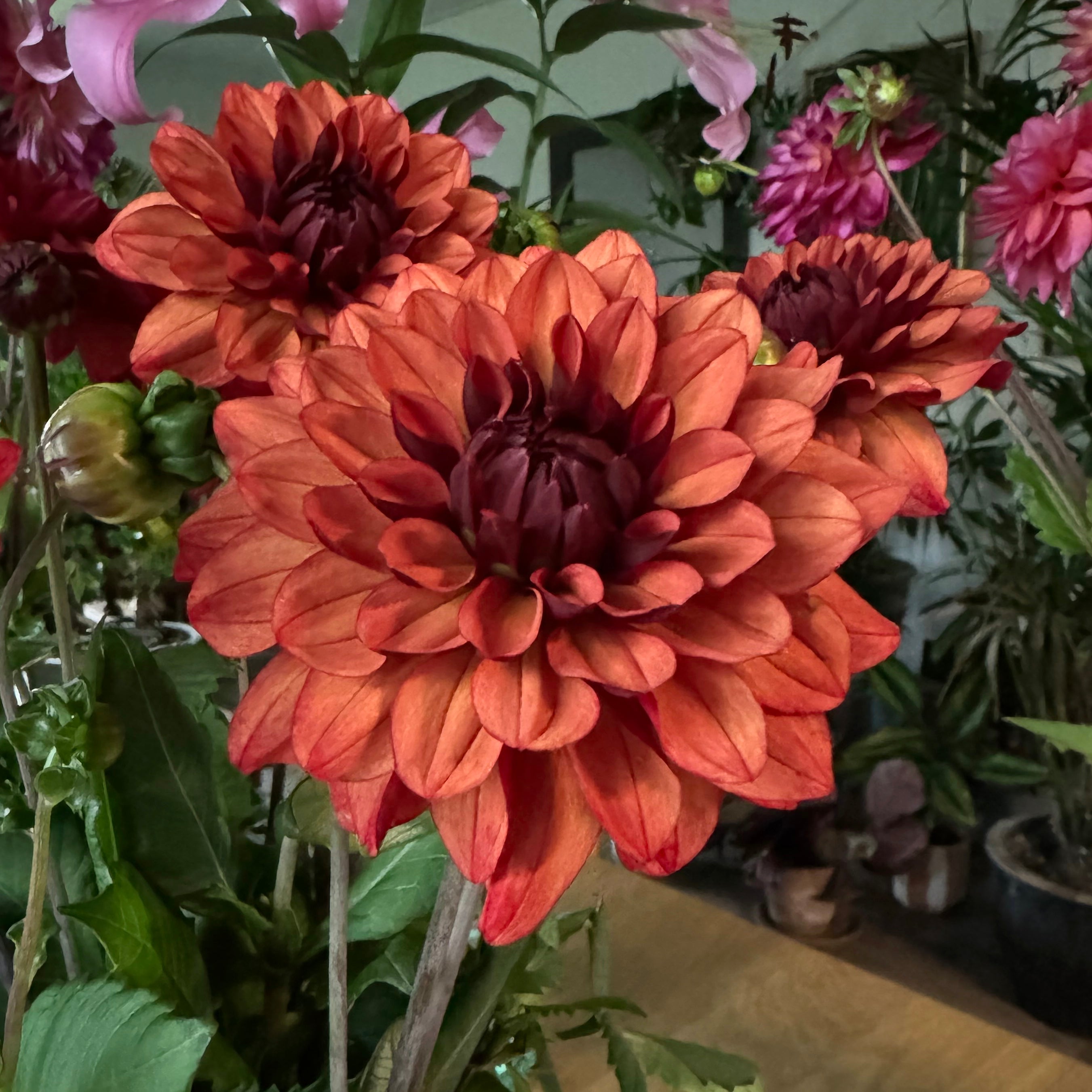 Dahlia Missis Miley - Dahlias - Fluwel