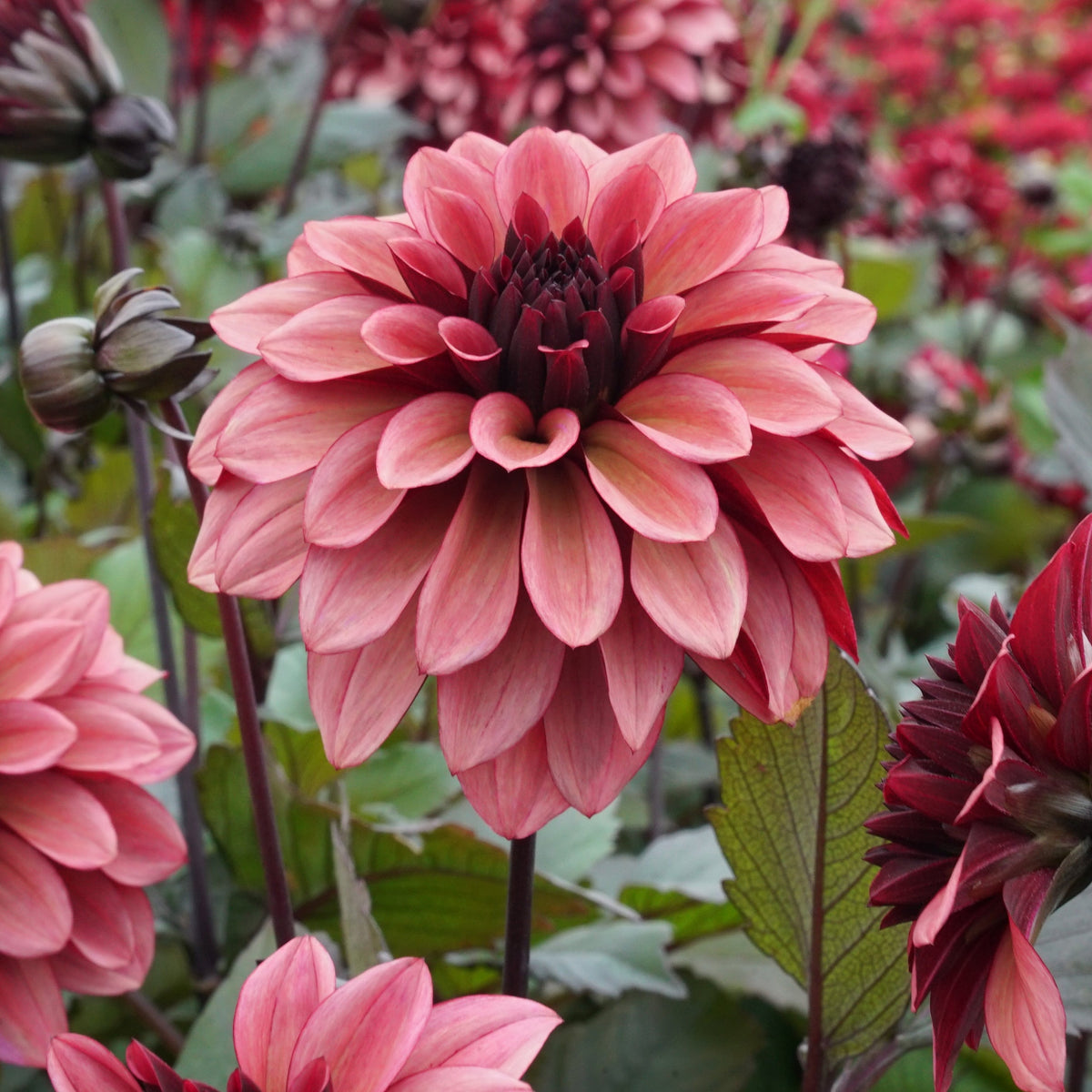 Dahlia Night Silence - Dahlias - Fluwel