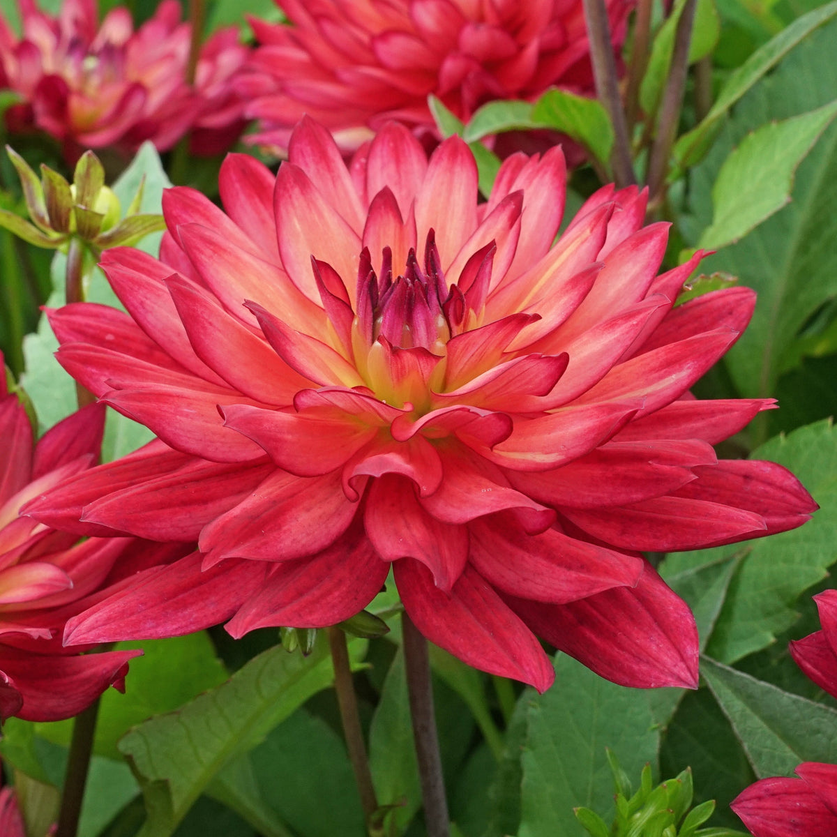 Dahlia Ocean of Love - Dahlias - Fluwel