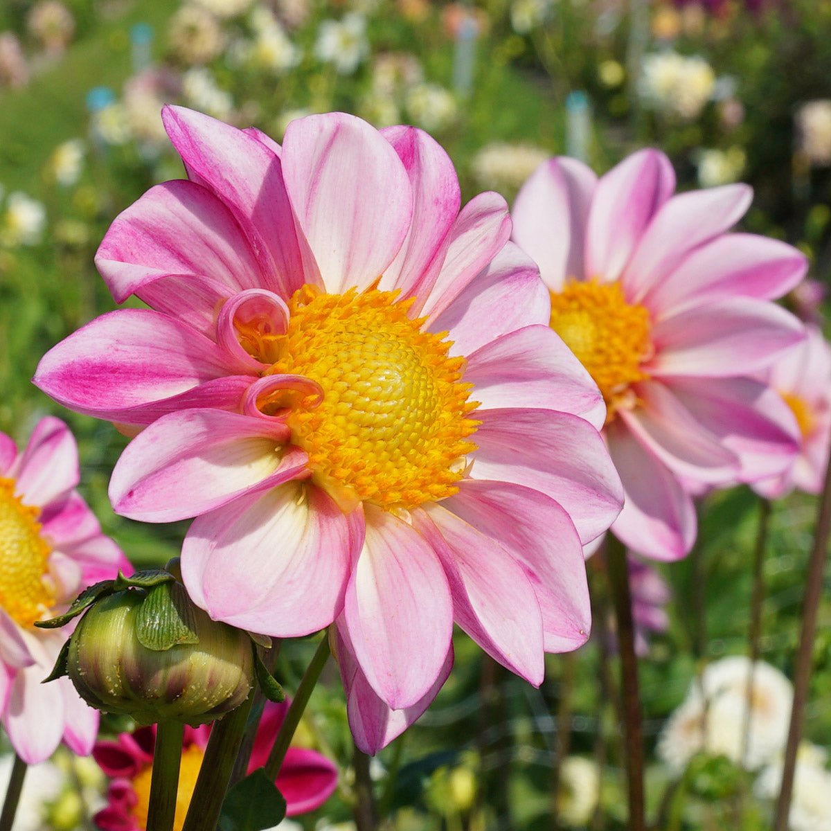 Dahlia Pink Emperor - Dahlias - Fluwel