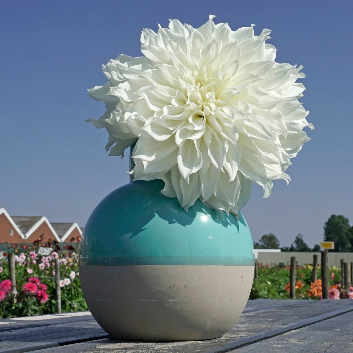 Dahlia Plukkie Plukkie mixture - Dahlias - Fluwel