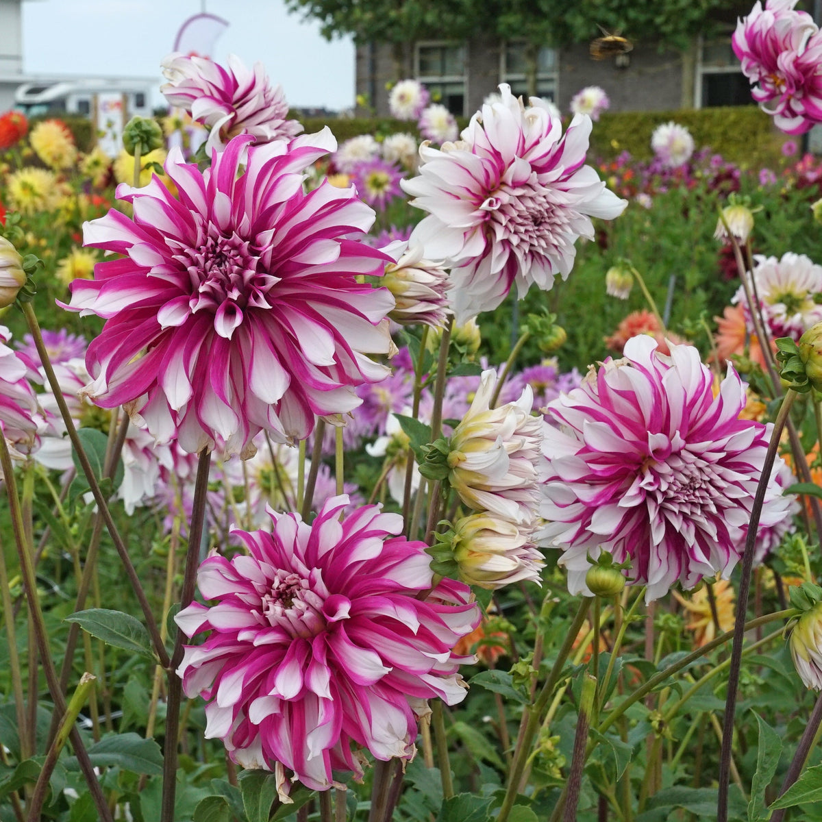 Dahlia Radegast - Dahlias - Fluwel