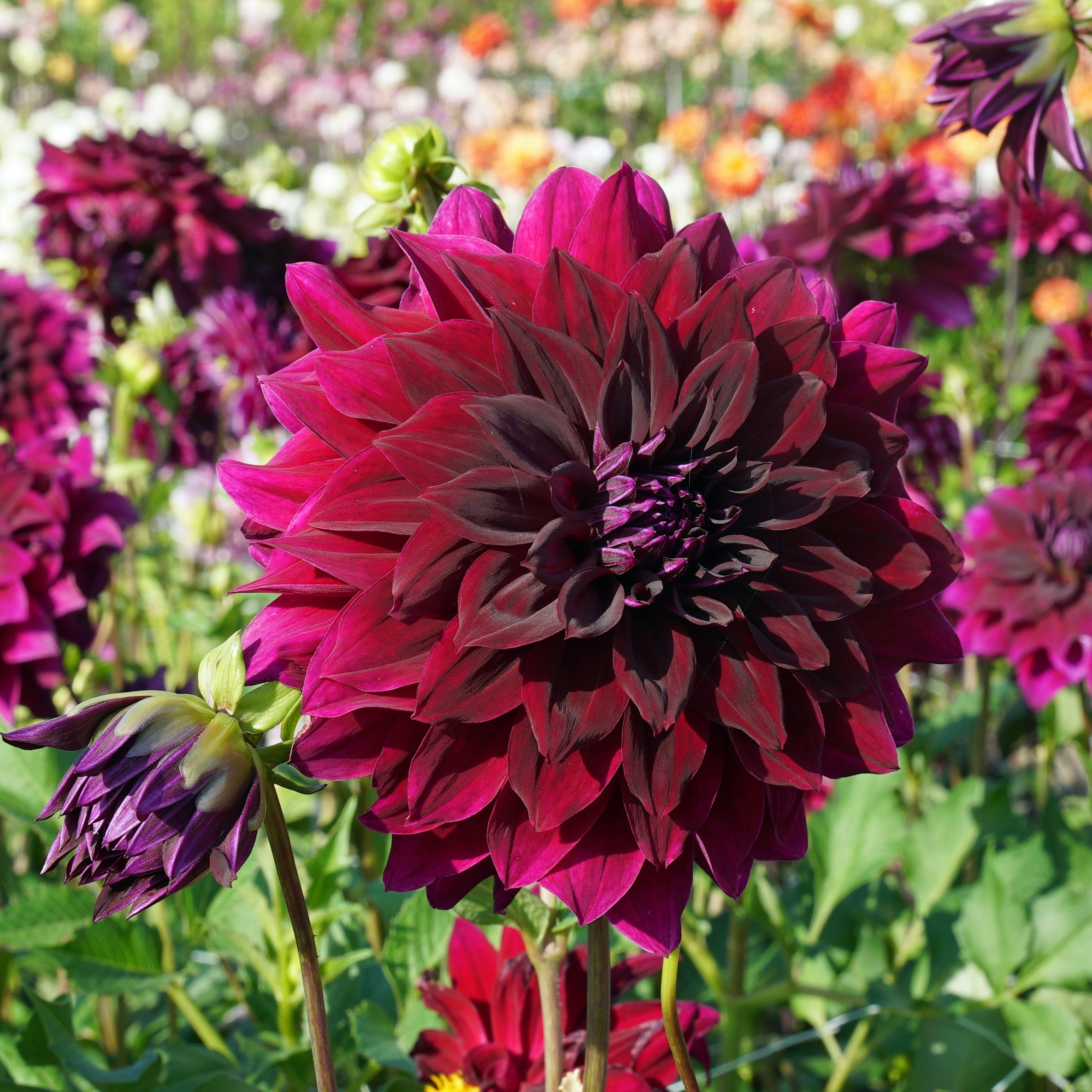 Dahlia Rip City - Dahlias - Fluwel
