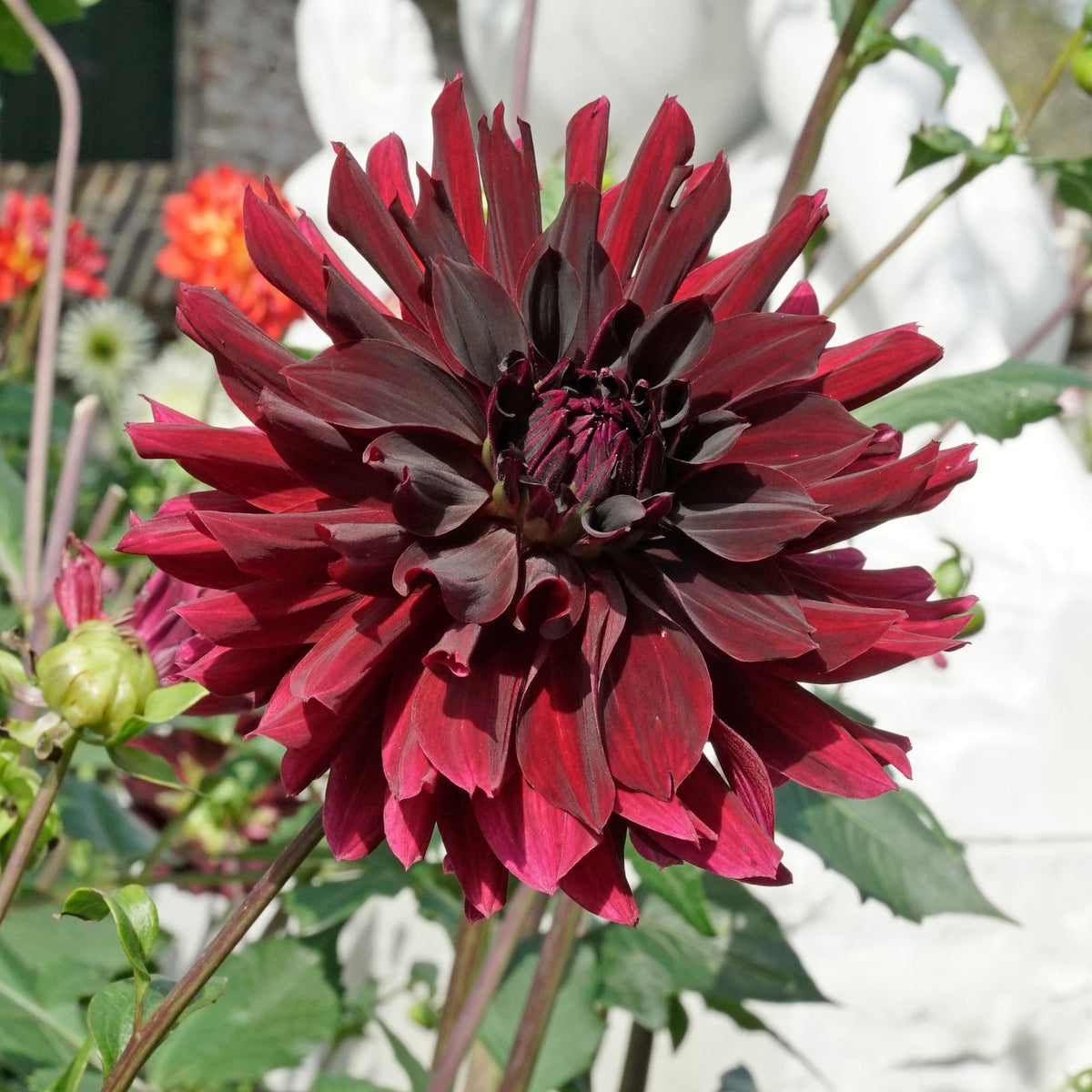 Dahlia Rip City - Dahlias - Fluwel