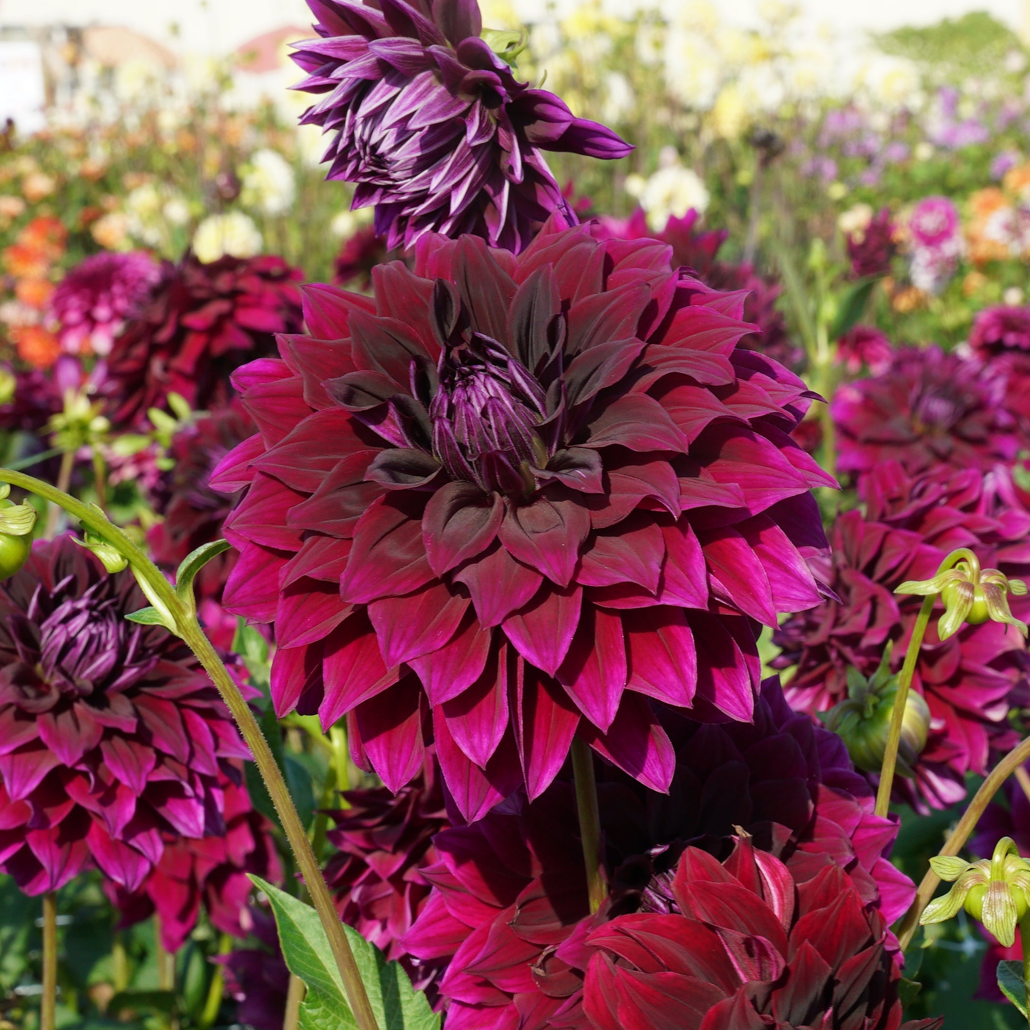 Dahlia Rip City - Dahlias - Fluwel