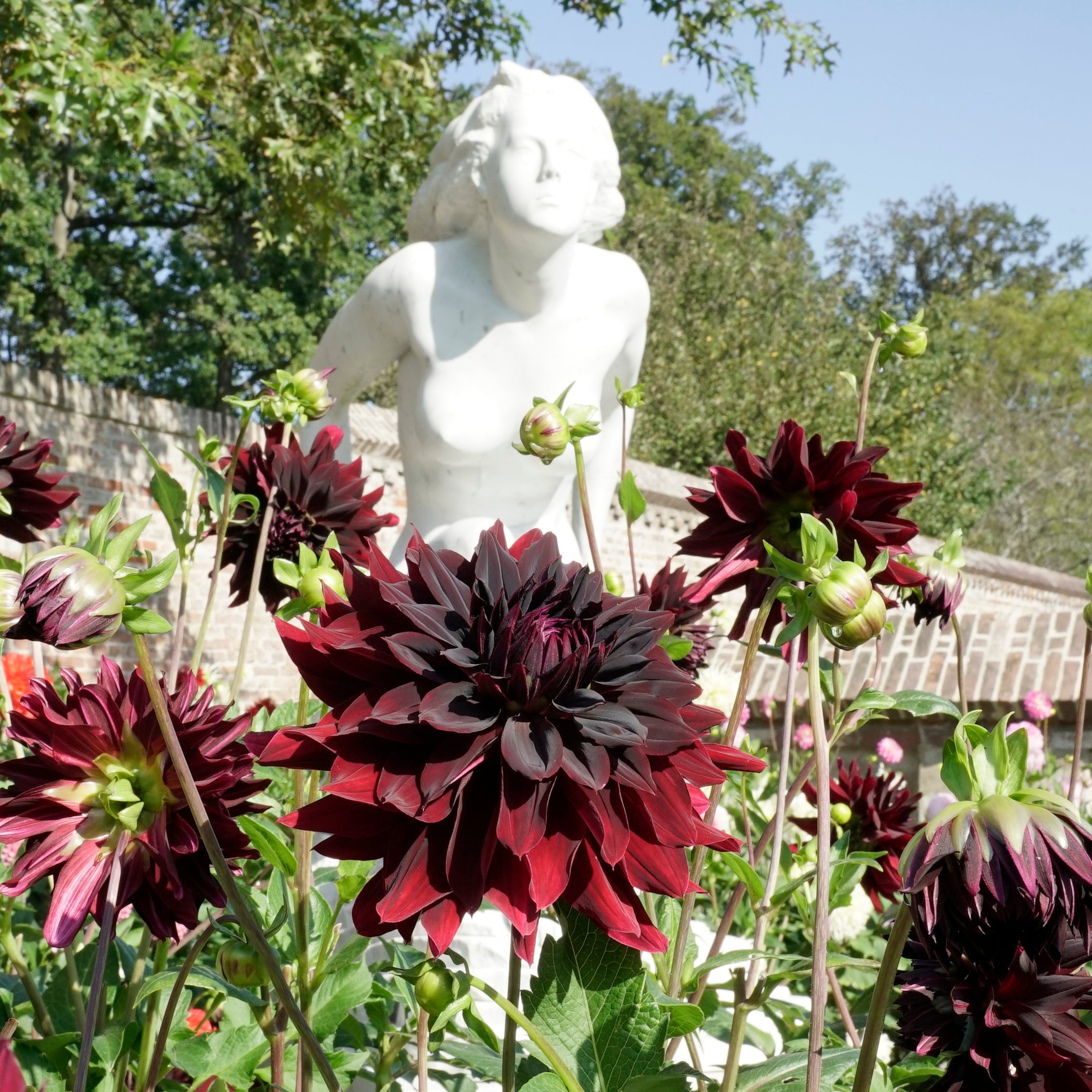 Dahlia Rip City - Dahlias - Fluwel