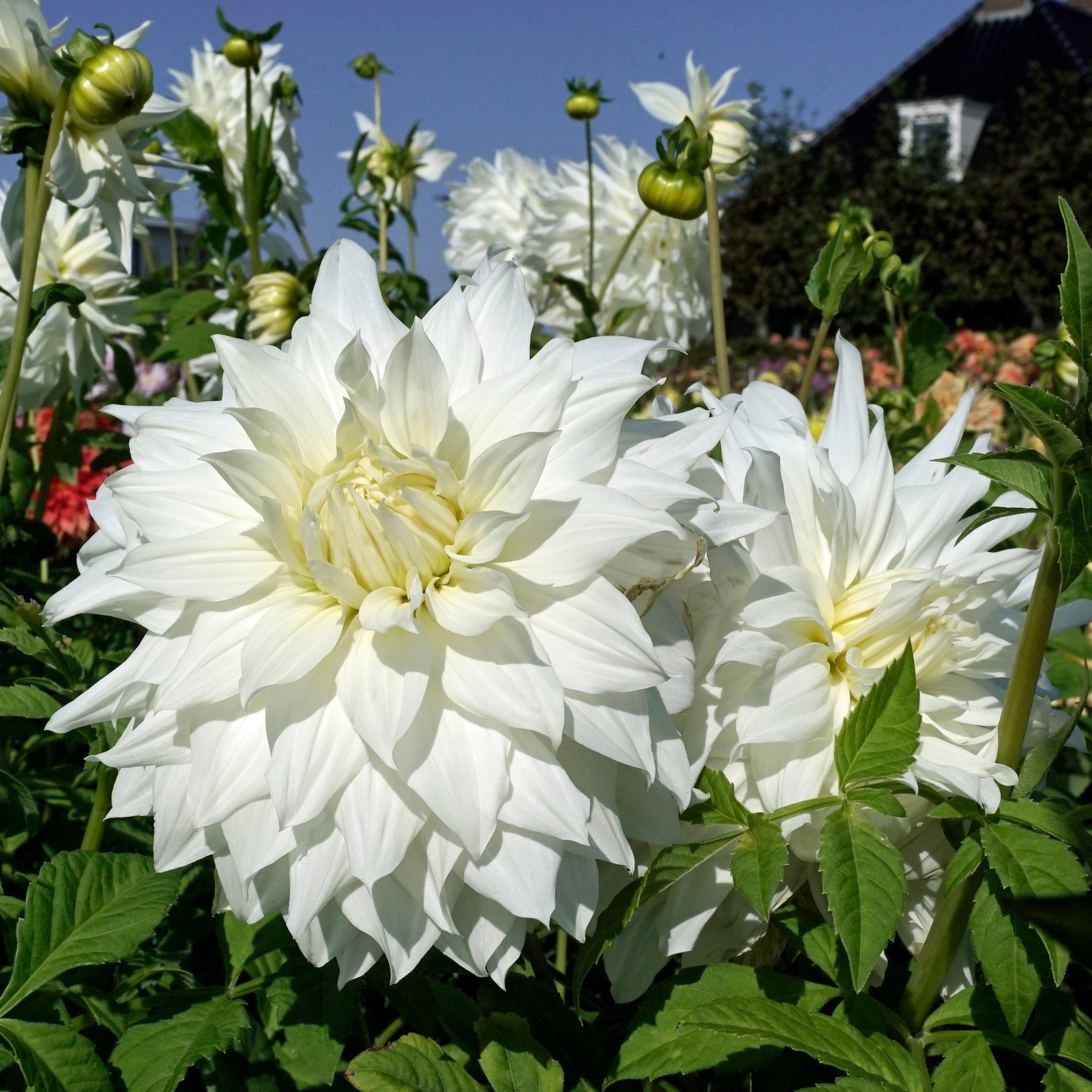 Dahlia Snowbound - Dahlias - Fluwel