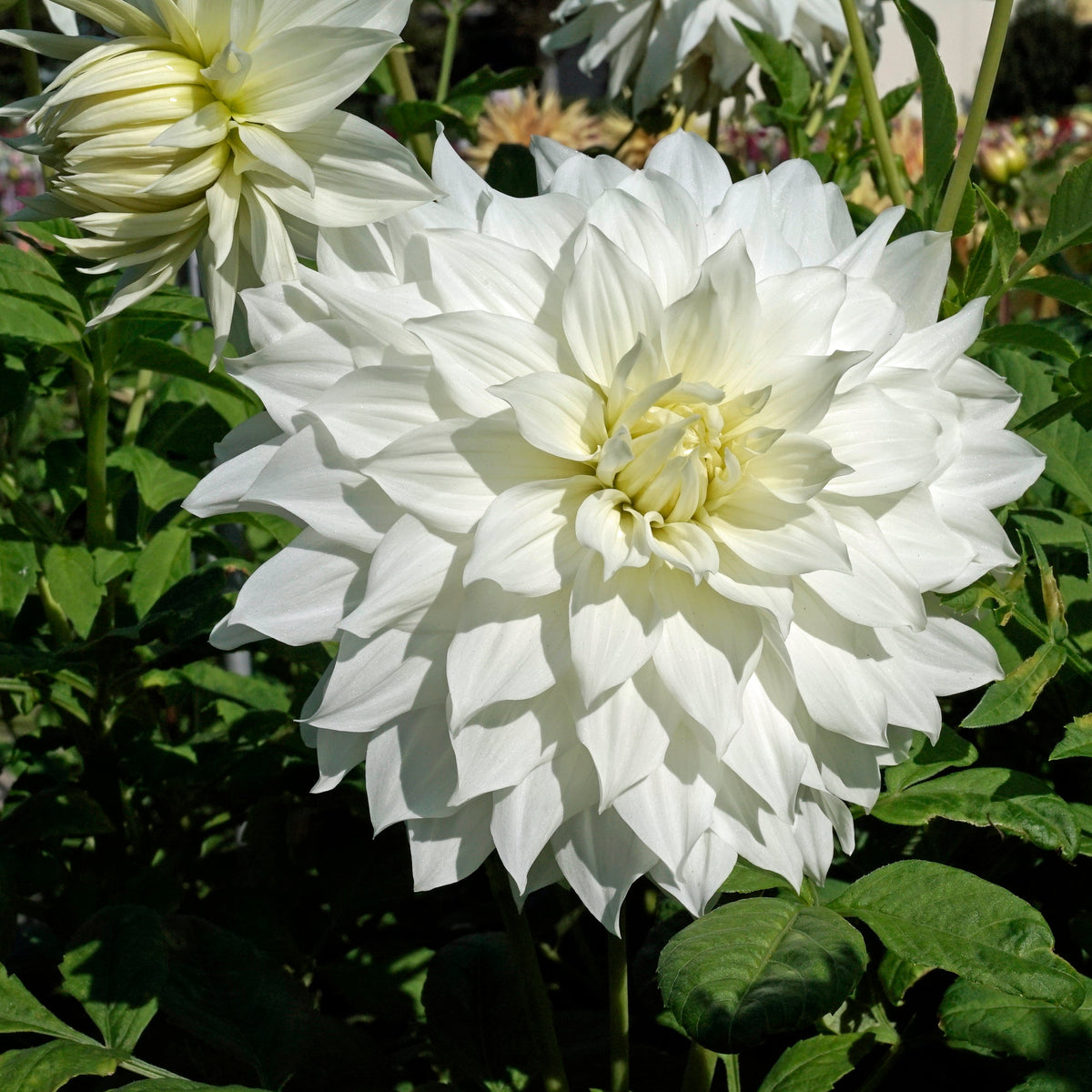 Dahlia Snowbound - Dahlias - Fluwel