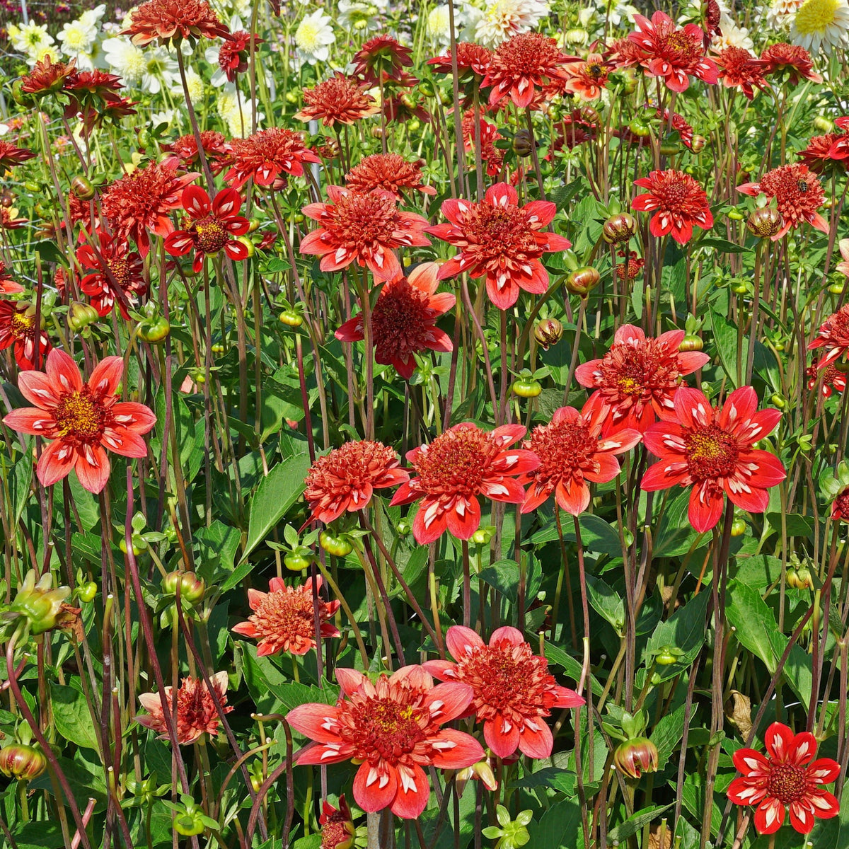 Dahlia Speech - Dahlias - Fluwel