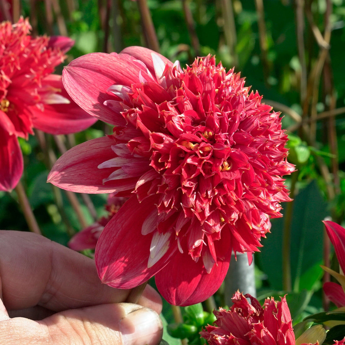 Dahlia Speech - Dahlias - Fluwel