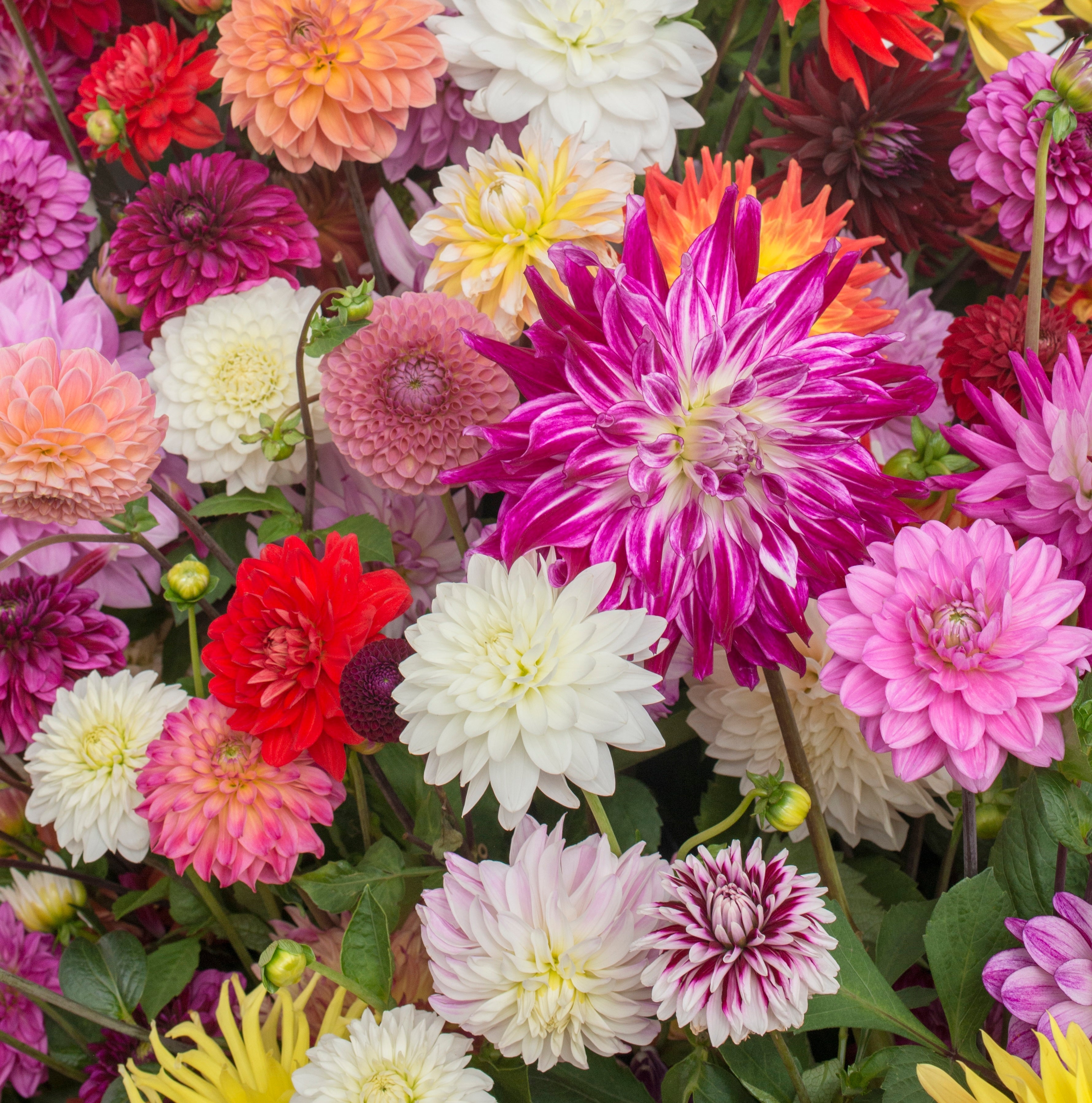 Dahlia Super Mix - Dahlias - Fluwel