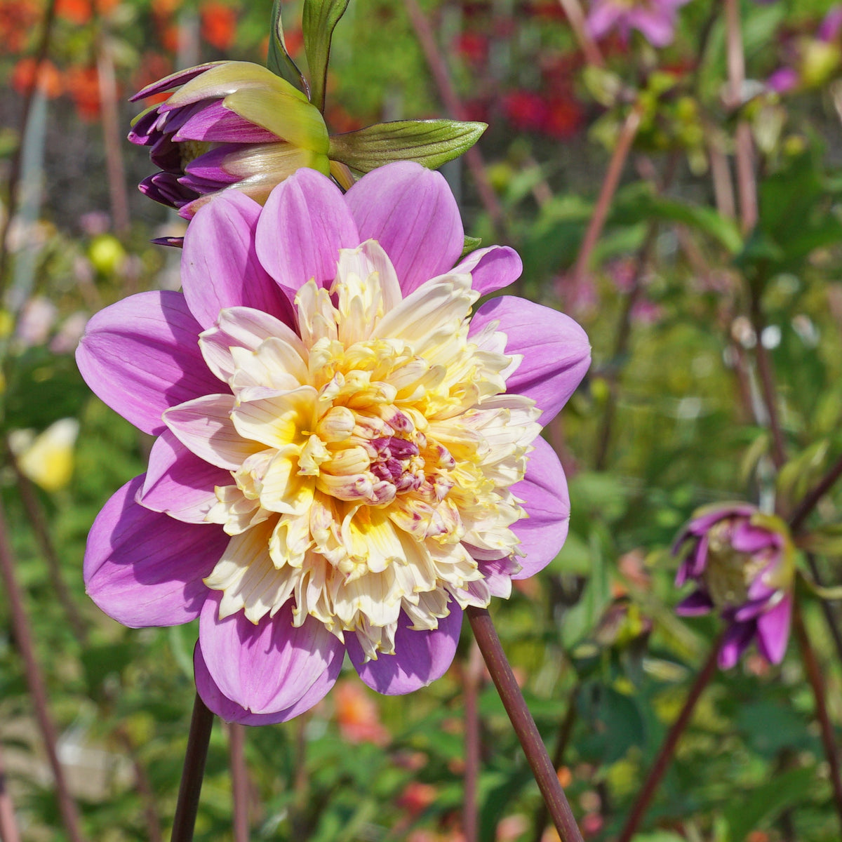 Dahlia Take Off - Dahlias - Fluwel