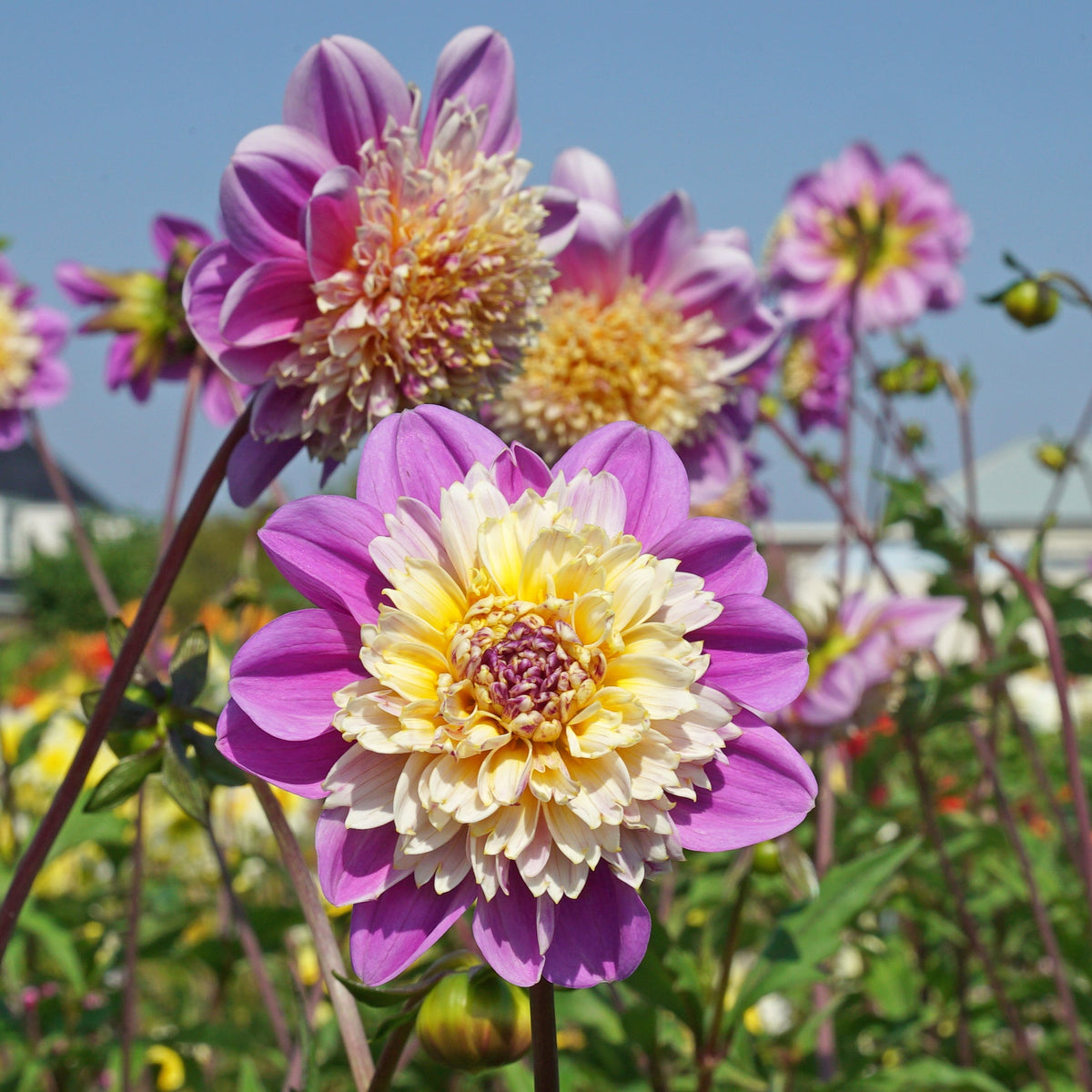 Dahlia Take Off - Dahlias - Fluwel