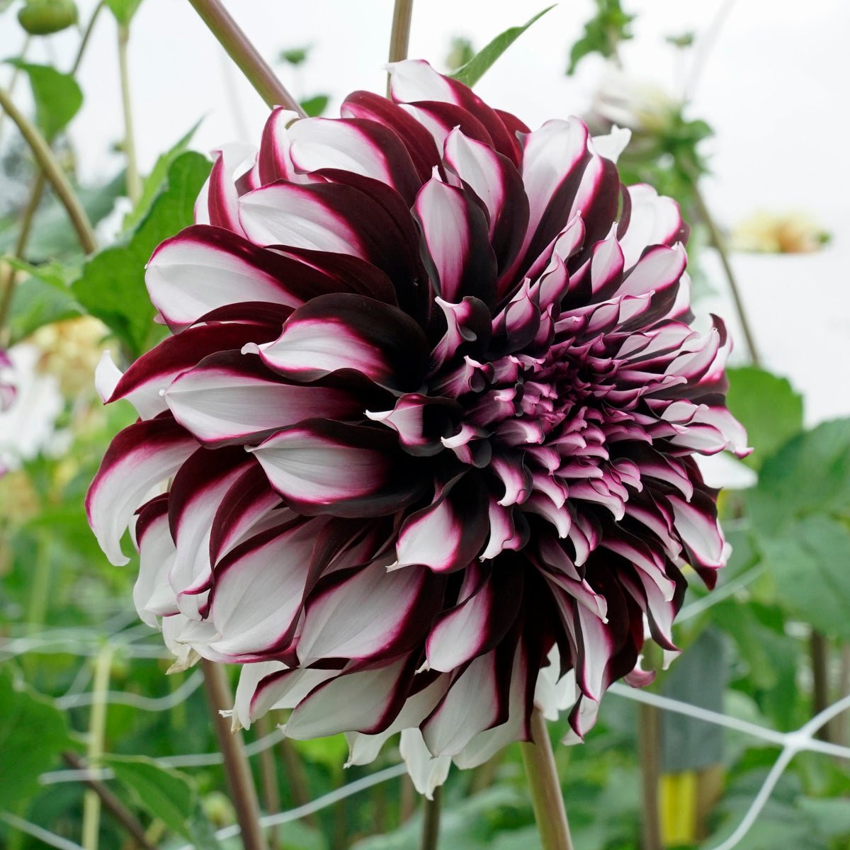 Dahlia Tartan - Dahlias - Fluwel