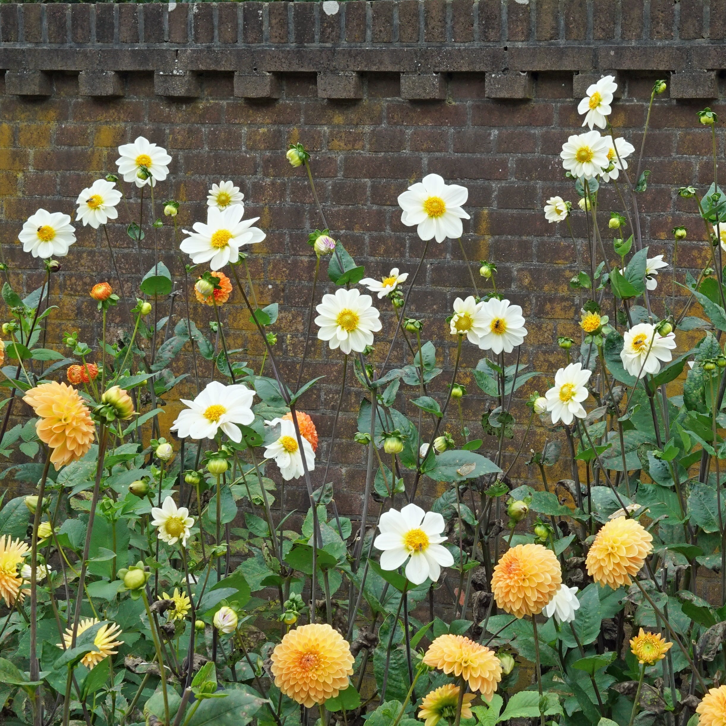 Dahlia White Emperor - Dahlias - Fluwel