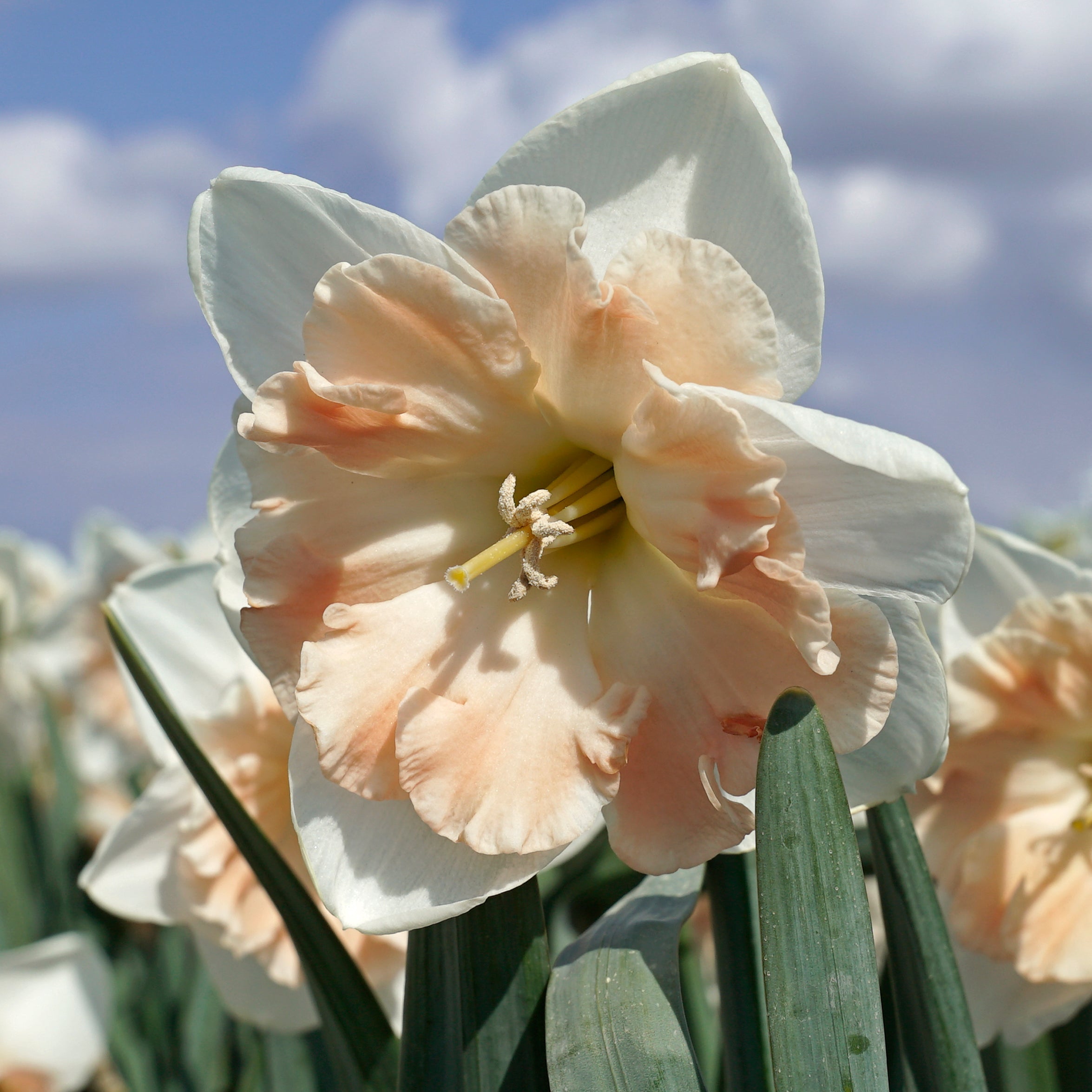 Diversity - Special Narcissus - Fluwel