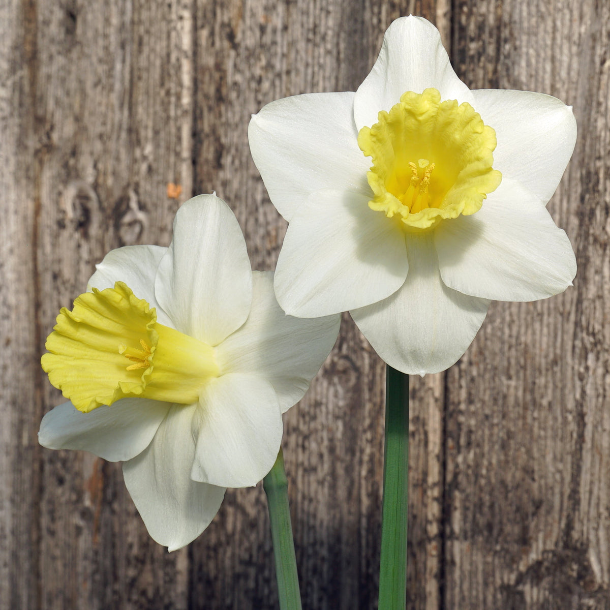 Doctor Bill - Special Narcissus - Fluwel