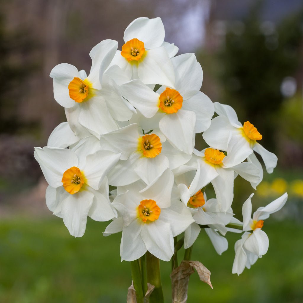 Early Splendour - Special Narcissus - Fluwel