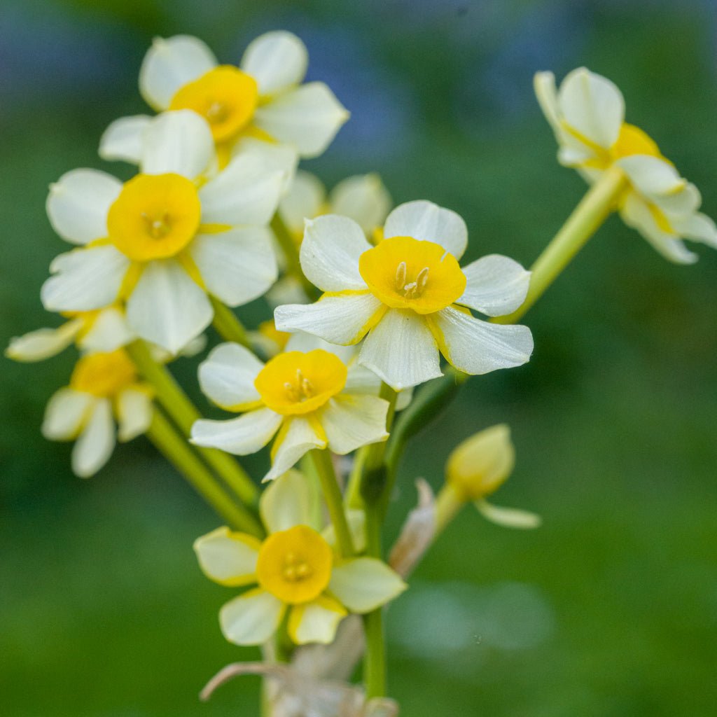 Edged in Gold - Special Narcissus - Fluwel