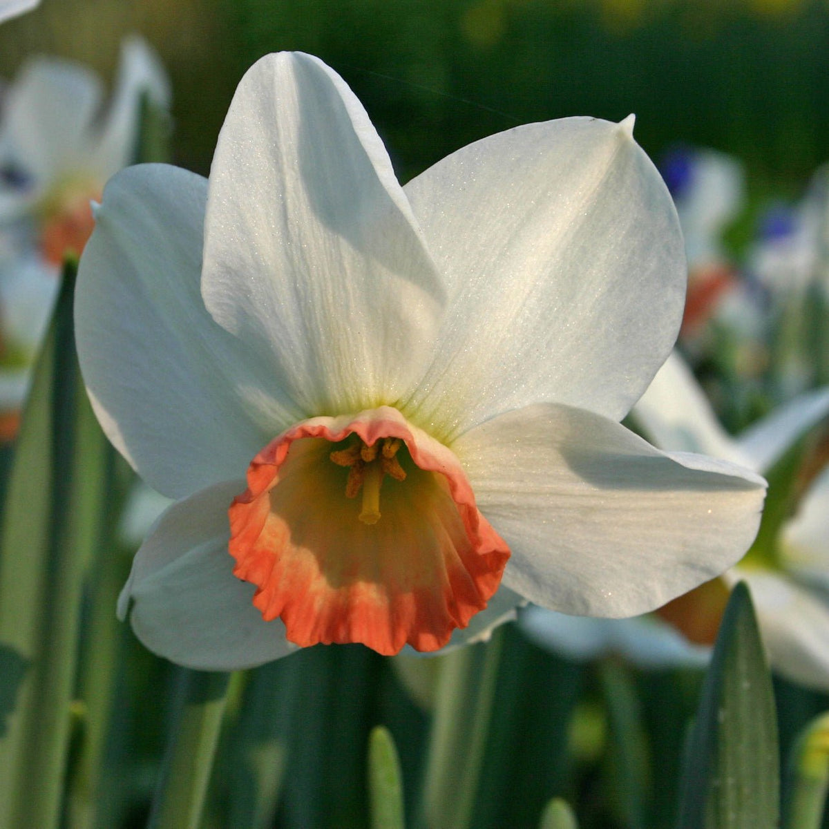 Elizabeth Ann - Special Narcissus - Fluwel