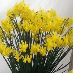Eric's Choice - Special Narcissus - Fluwel