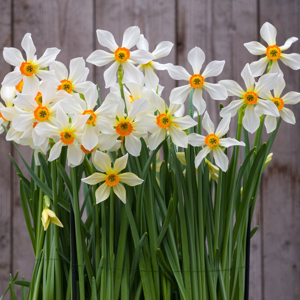 Firebrand - Special Narcissus - Fluwel