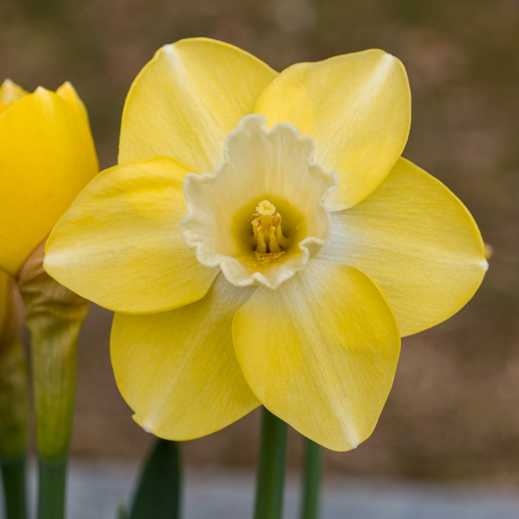 Flor d' Luna - Special Narcissus - Fluwel
