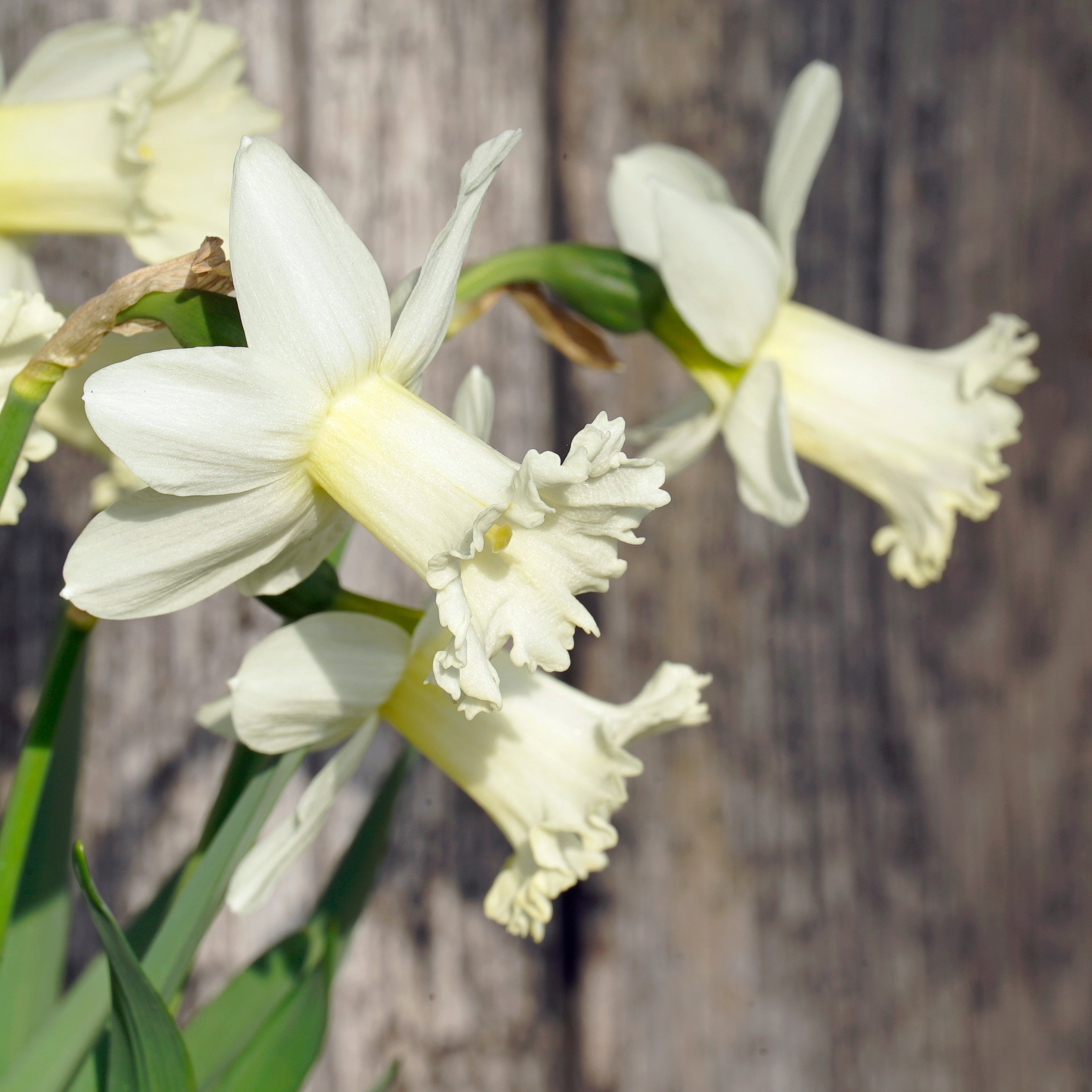 Flower Child - Special Narcissus - Fluwel