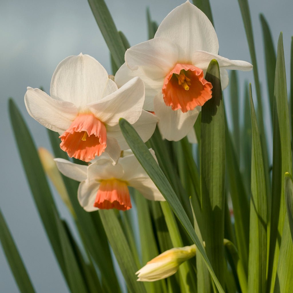 Foundling - Special Narcissus - Fluwel