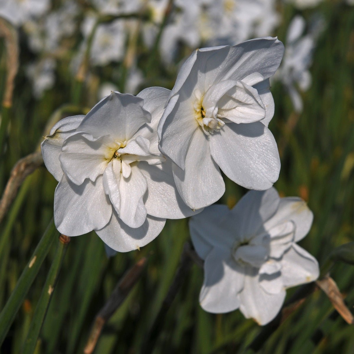 Frostbite - Narcissus - Fluwel