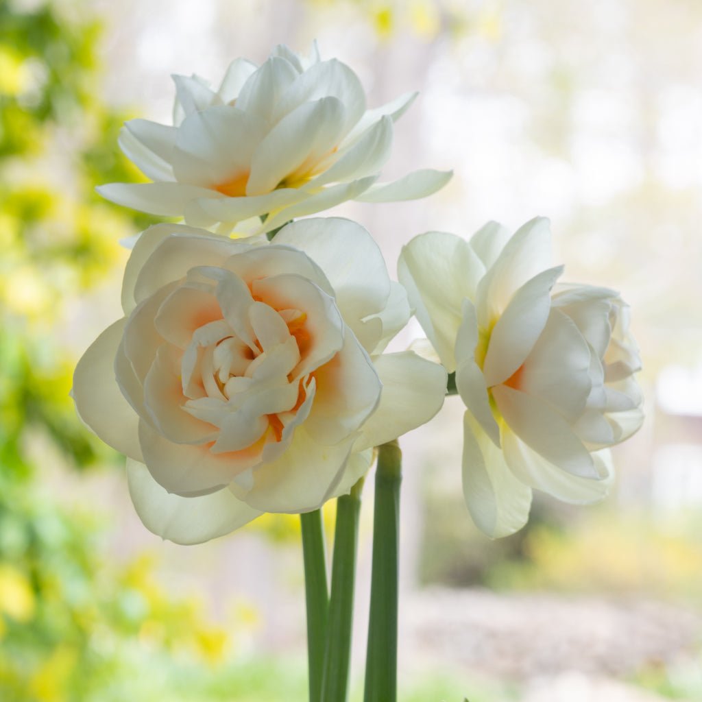 Gay Kybo - Special Narcissus - Fluwel